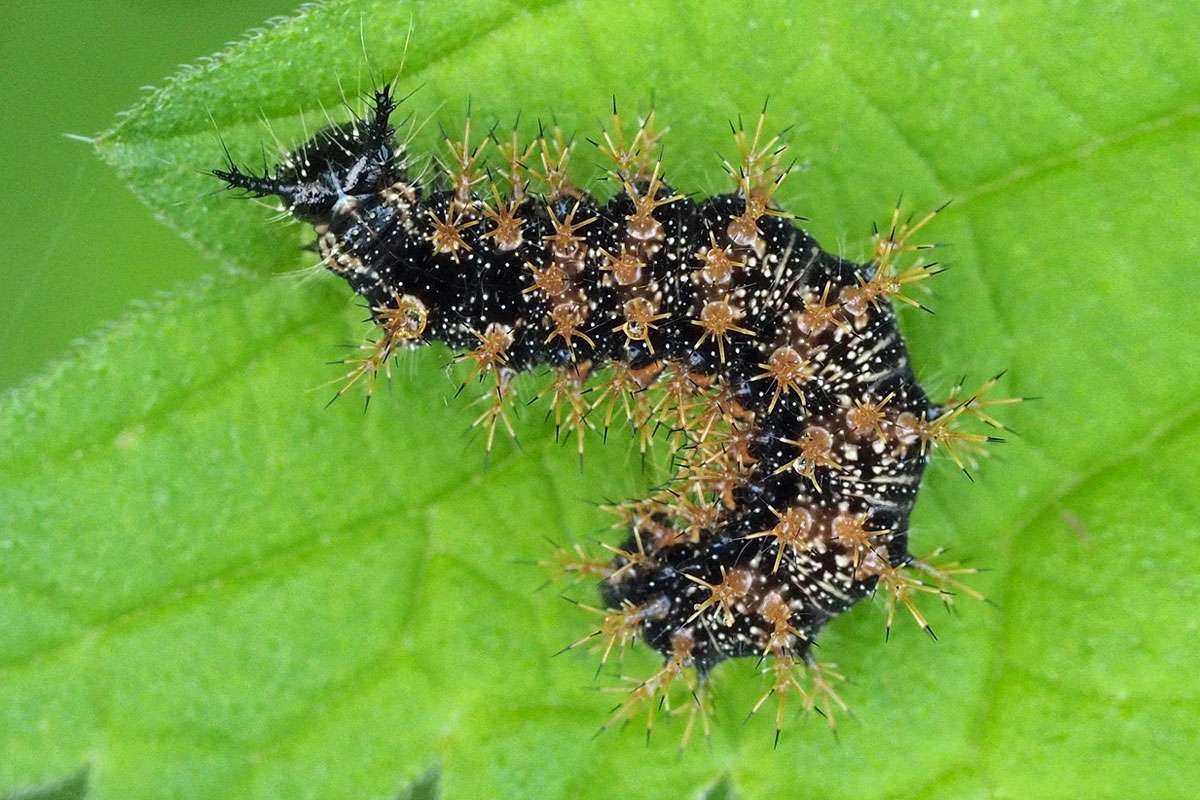 Raupe des Landkärtchens (Araschnia levana), (c) Michael Benteler/NABU-naturgucker.de
