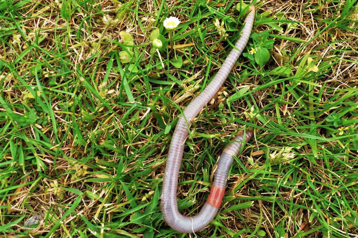 Regenwürmer sind häufig, werden auf unserem Meldeportal aber relativ selten dokumentiert, (c) Rolf Semmelrodt/NABU-naturgucker.de