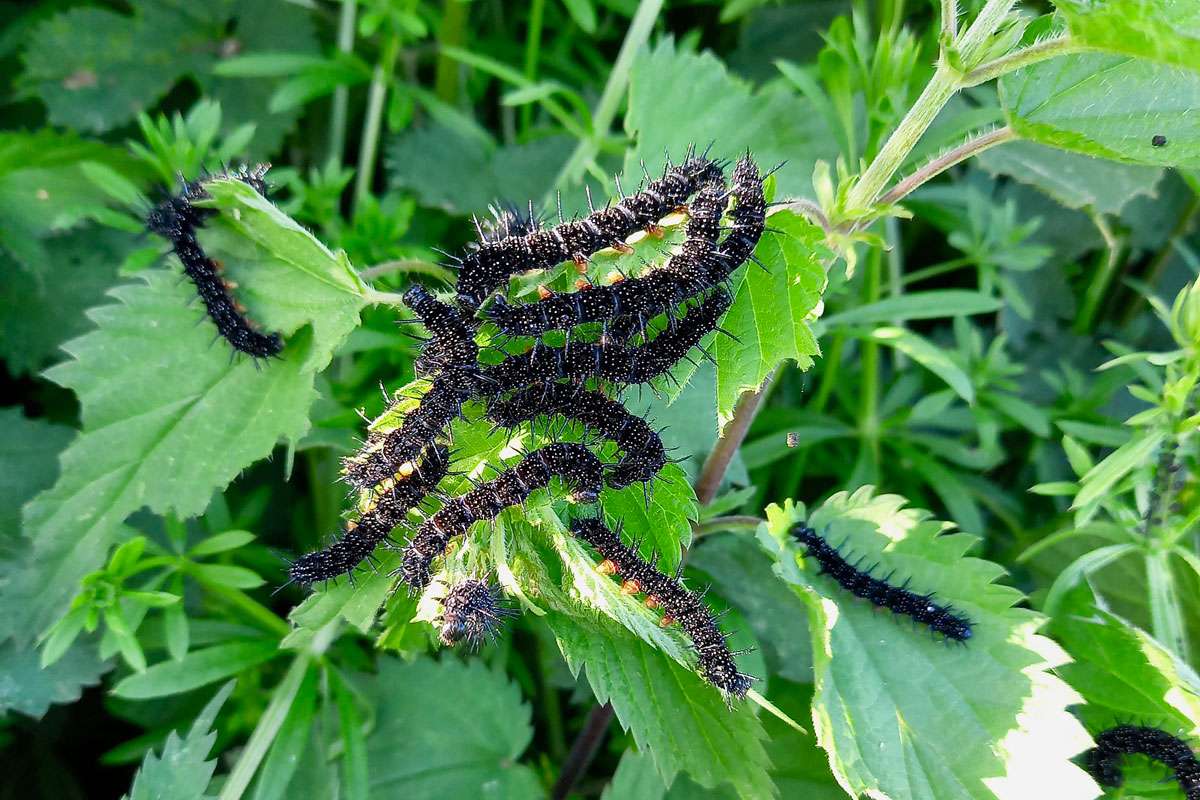 Raupen des Tagpfauenauges (Aglais io), (c) Michael Roosen/NABU-naturgucker.de