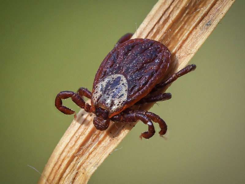 Wiesenzecke (Dermacentor reticulatus), (c) Istvan und Sabine Palfi/NABU-naturgucker.de