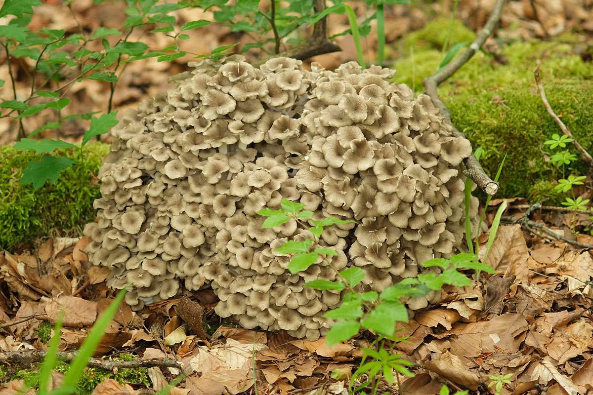 Eichhase (Polyporus umbellatus), (c) Olaf Kühnapfel/NABU-naturgucker.de