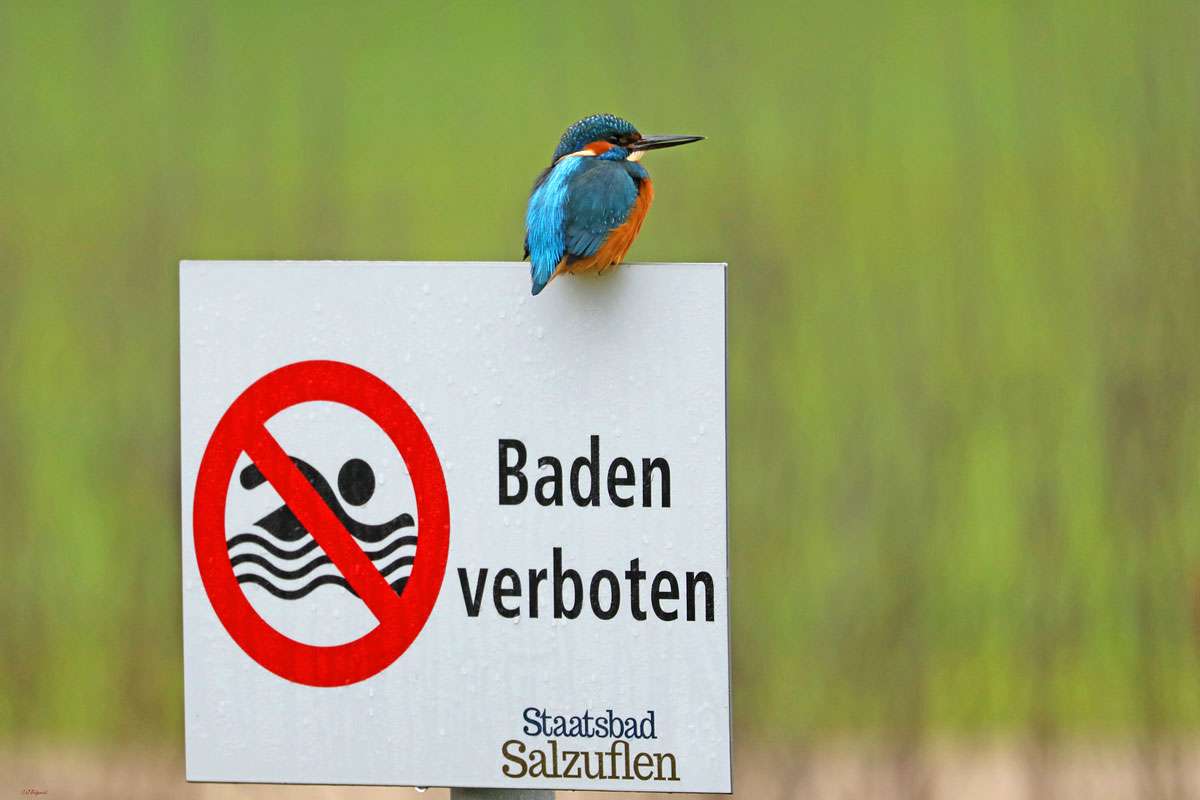 Eisvogel (Alcedo atthis), (c) Jürgen Podgorski/NABU-naturgucker.de