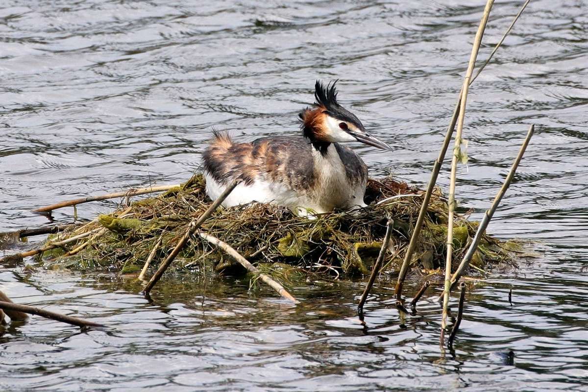 Haubentaucher (Podiceps cristatus) auf seinem Nest, (c) Jens Winter/NABU-naturgucker.de