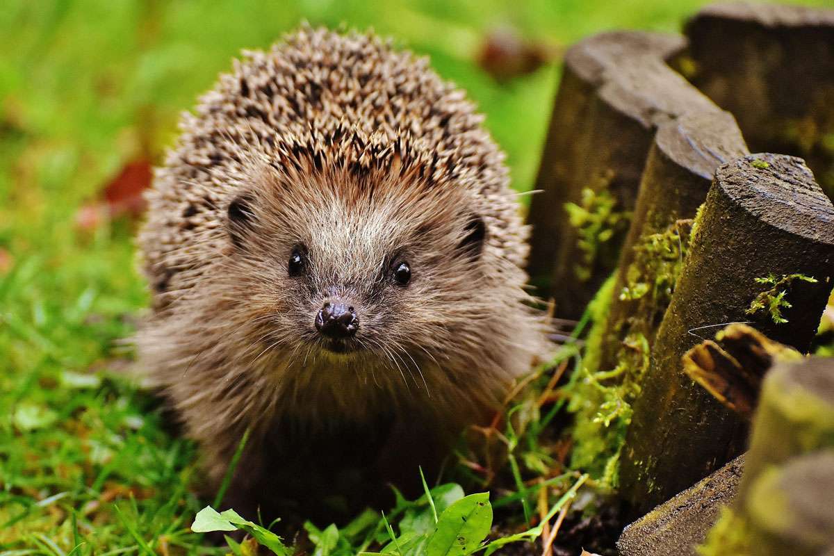 Westeuropäischer Igel (Erinaceus europaeus), (c) Alexa/Pixabay