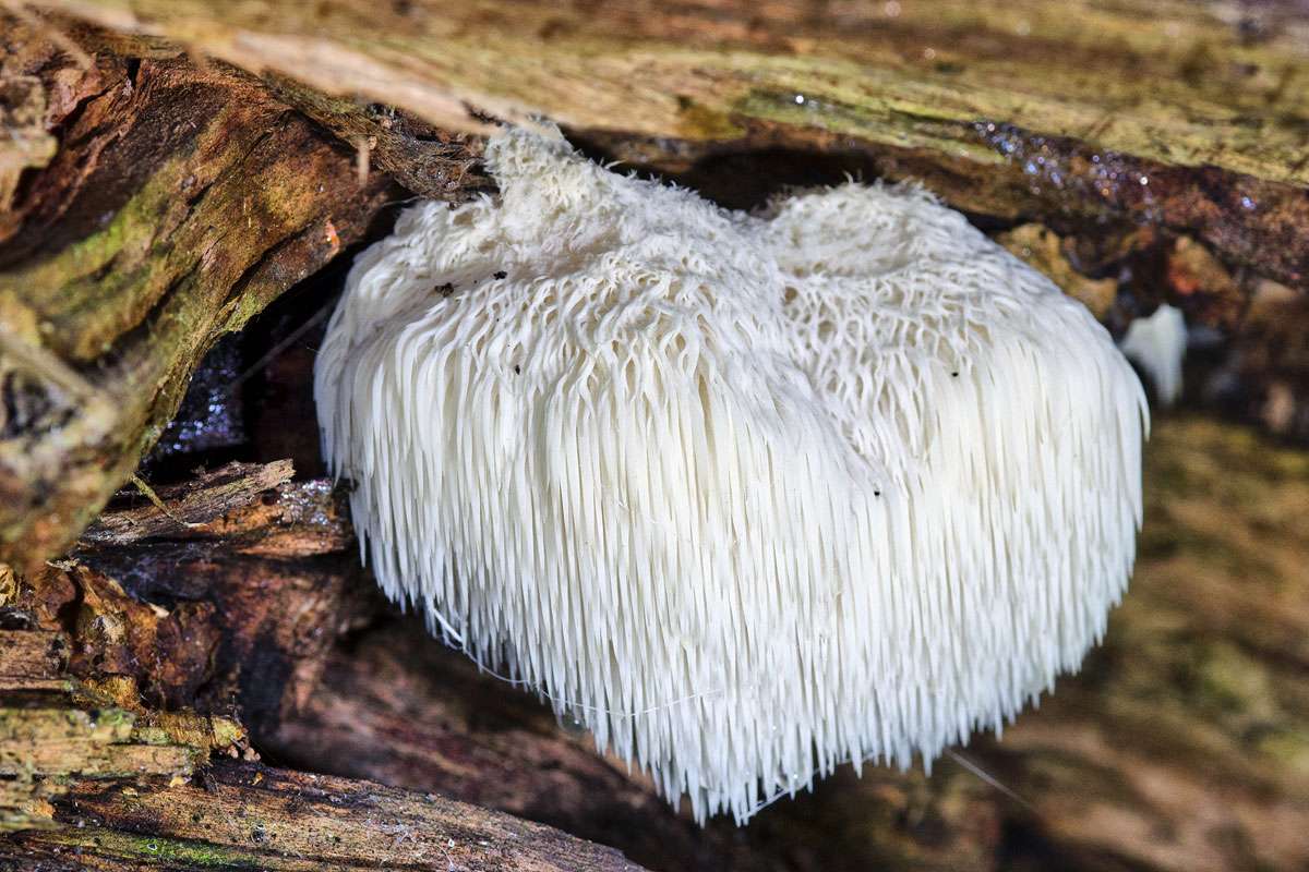 Igel-Stachelbart (Hericium erinaceum), (c) Wolfgang Piepers/NABU-naturgucker.de