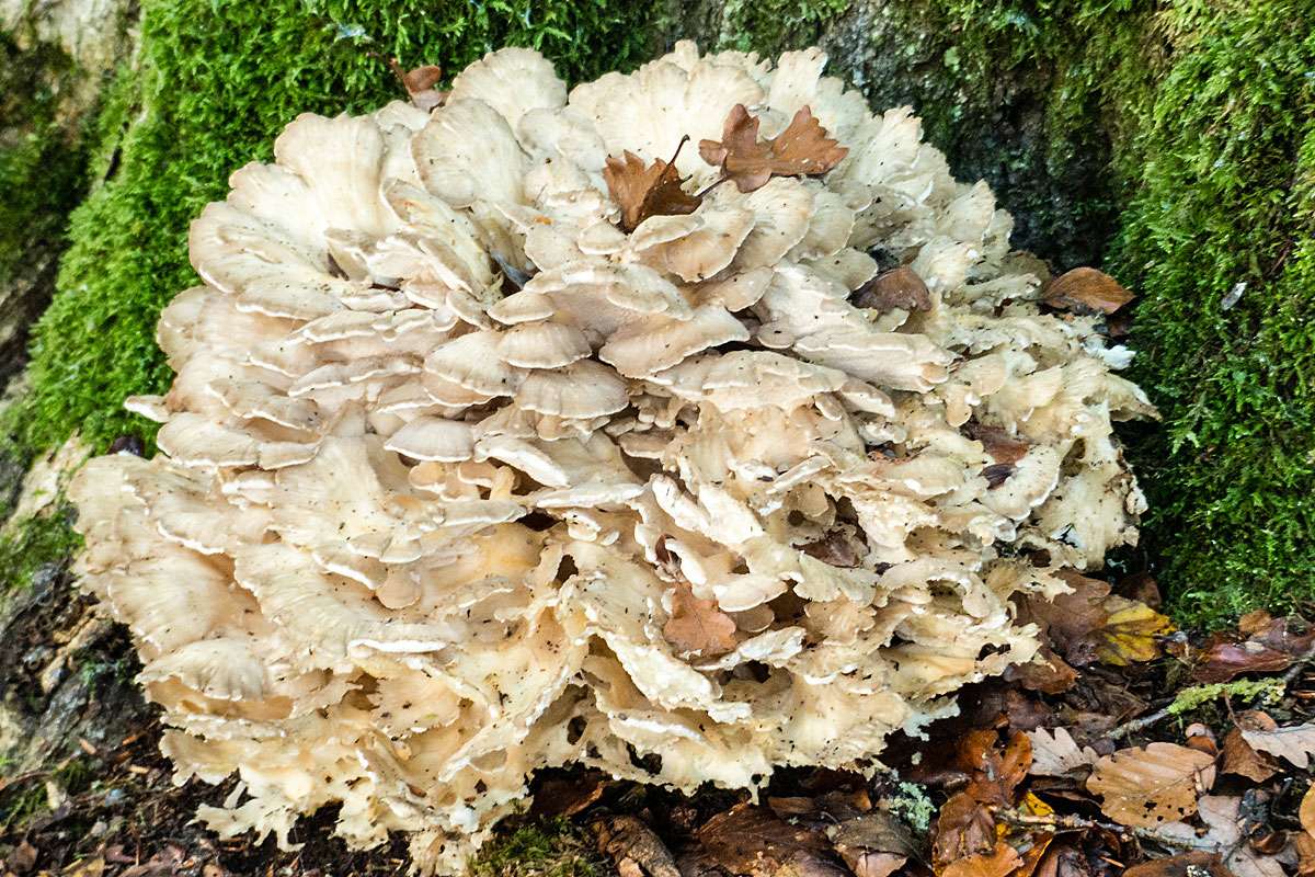 Klapperschwamm (Grifola frondosa), (c) Wolfgang Piepers/NABU-naturgucker.de