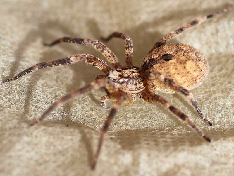 Nosferatu-Spinne (Zoropsis spinimana), (c) Anne Buck/NABU-naturgucker.de; Lizenz: CC BY-SA 4.0 (Namensnennung – Weitergabe unter gleichen Bedingungen 4.0 International)