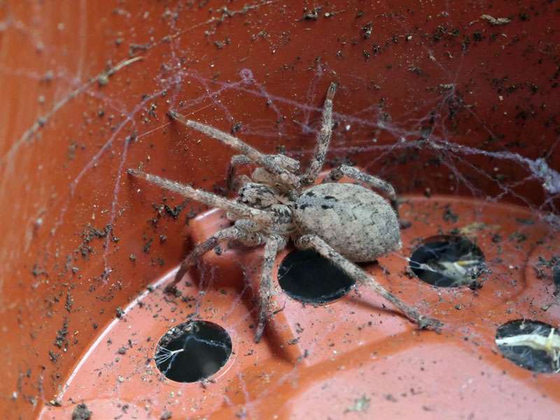 Nosferatu-Spinne (Zoropsis spinimana), (c) Jan Hoffmann/NABU-naturgucker.de; Lizenz: CC BY-SA 4.0 (Namensnennung – Weitergabe unter gleichen Bedingungen 4.0 International)