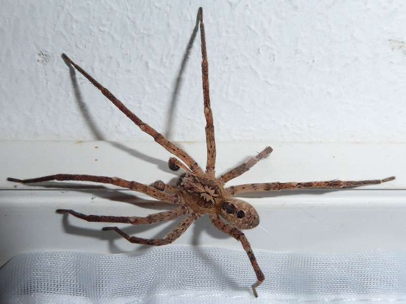 Nosferatu-Spinne (Zoropsis spinimana), (c) Jürgen Hurst/NABU-naturgucker.de; Lizenz: CC BY-SA 4.0 (Namensnennung – Weitergabe unter gleichen Bedingungen 4.0 International)