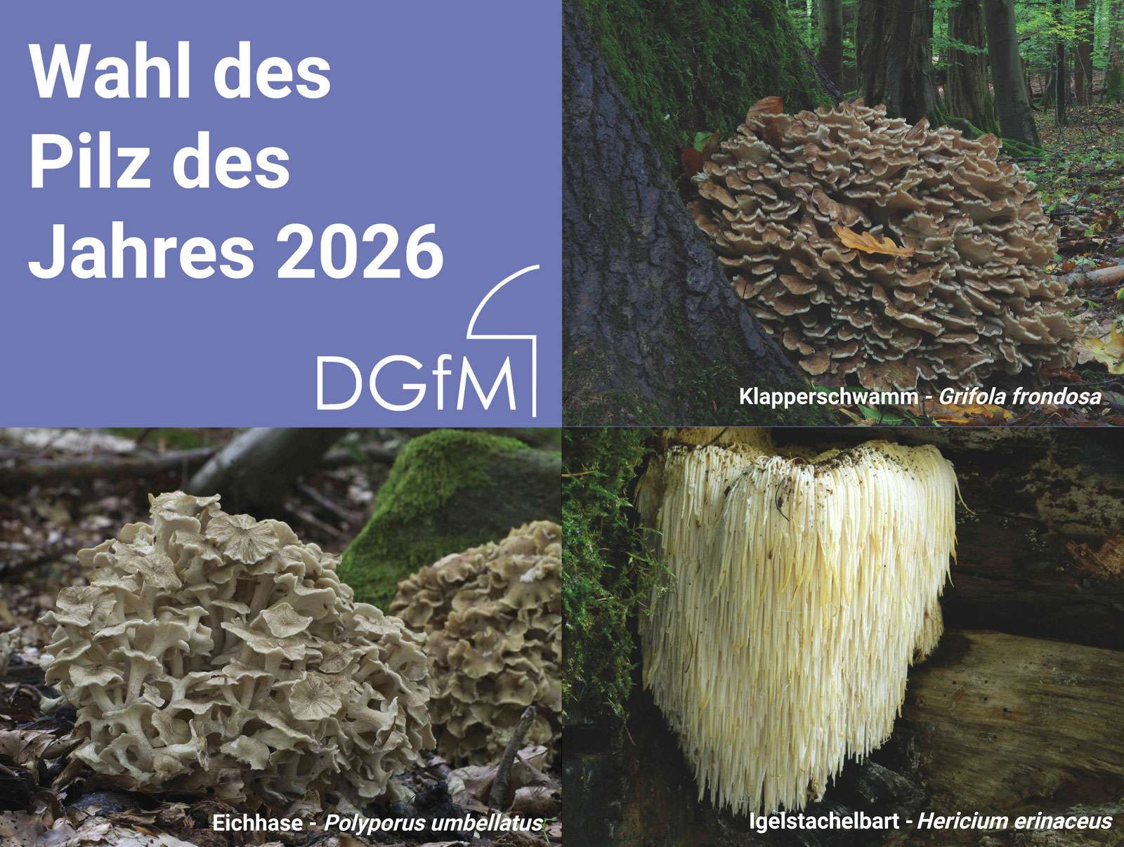 Wahlaufruf zur Aktion „Pilz des Jahres 2026“