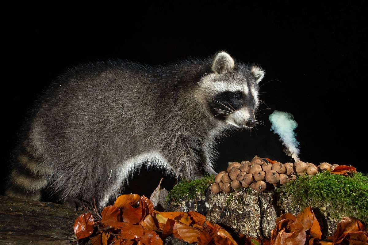 Waschbär (Procyon lotor) an Birnen-Stäubling (Apioperdon pyriforme), der Sporen freisetzt, (c) Siegbert Werner/NABU-naturgucker.de