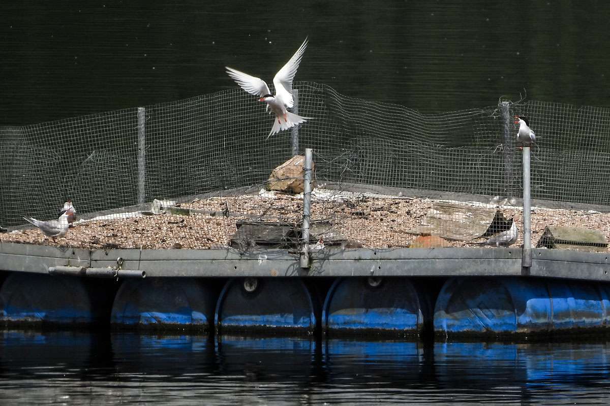 Brutfloß für die Flussseeschwalben (Sterna hirundo) im NSG Auenlandschaft Hohenrode, (c) Kathy Büscher/NABU-naturgucker.de