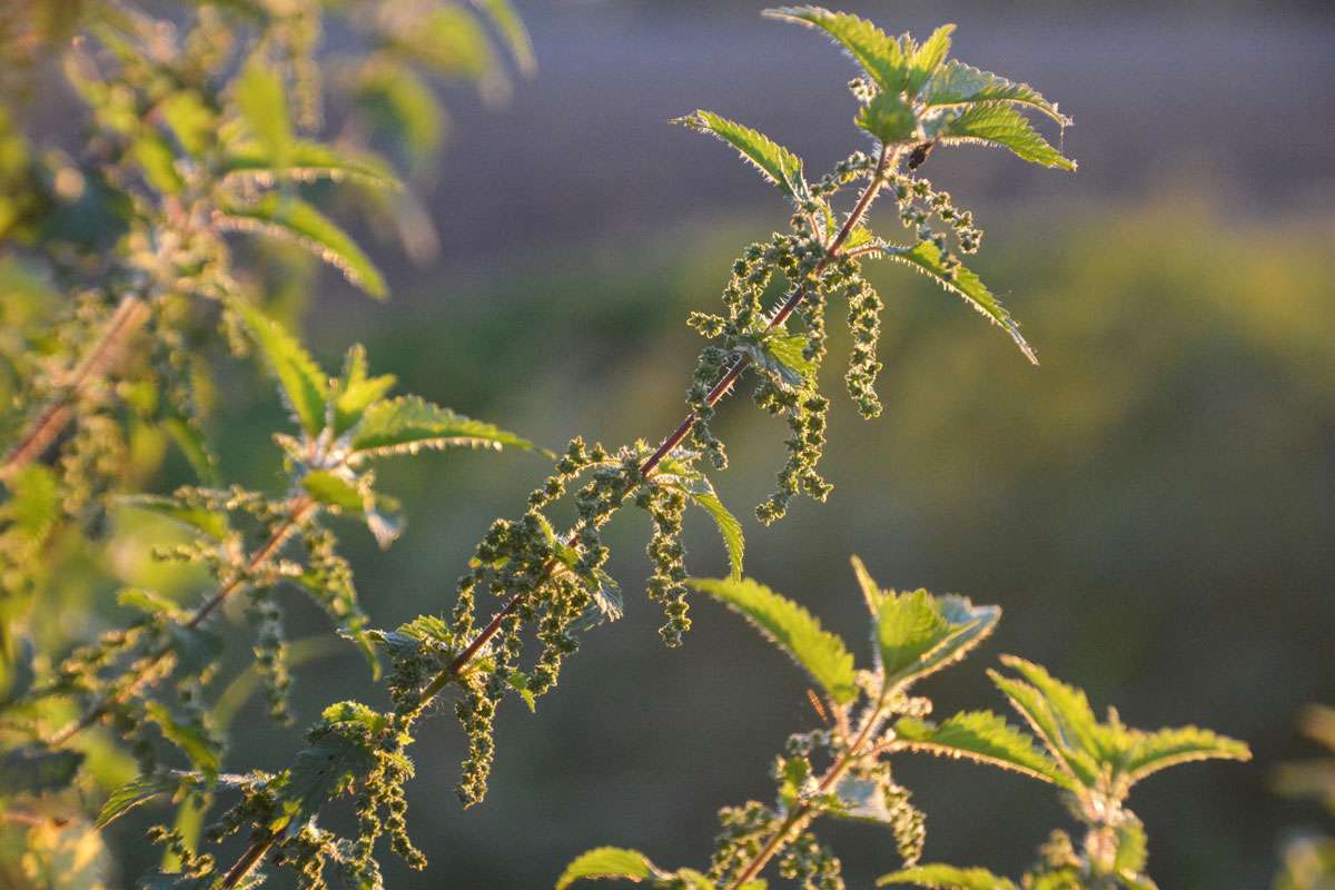 Große Brennnessel (Urtica dioica), (c) Rolf Jantz/NABU-naturgucker.de