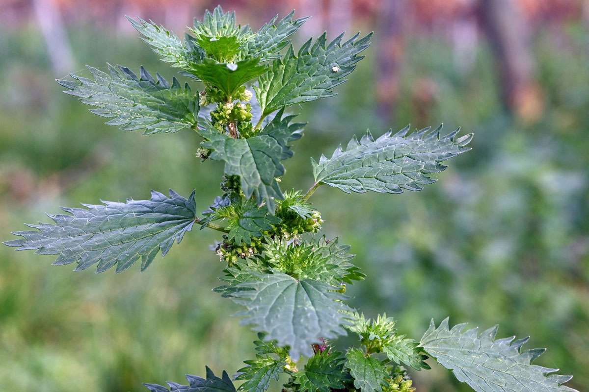 Kleine Brennnessel (Urtica urens), (c) Hans Schwarting/NABU-naturgucker.de