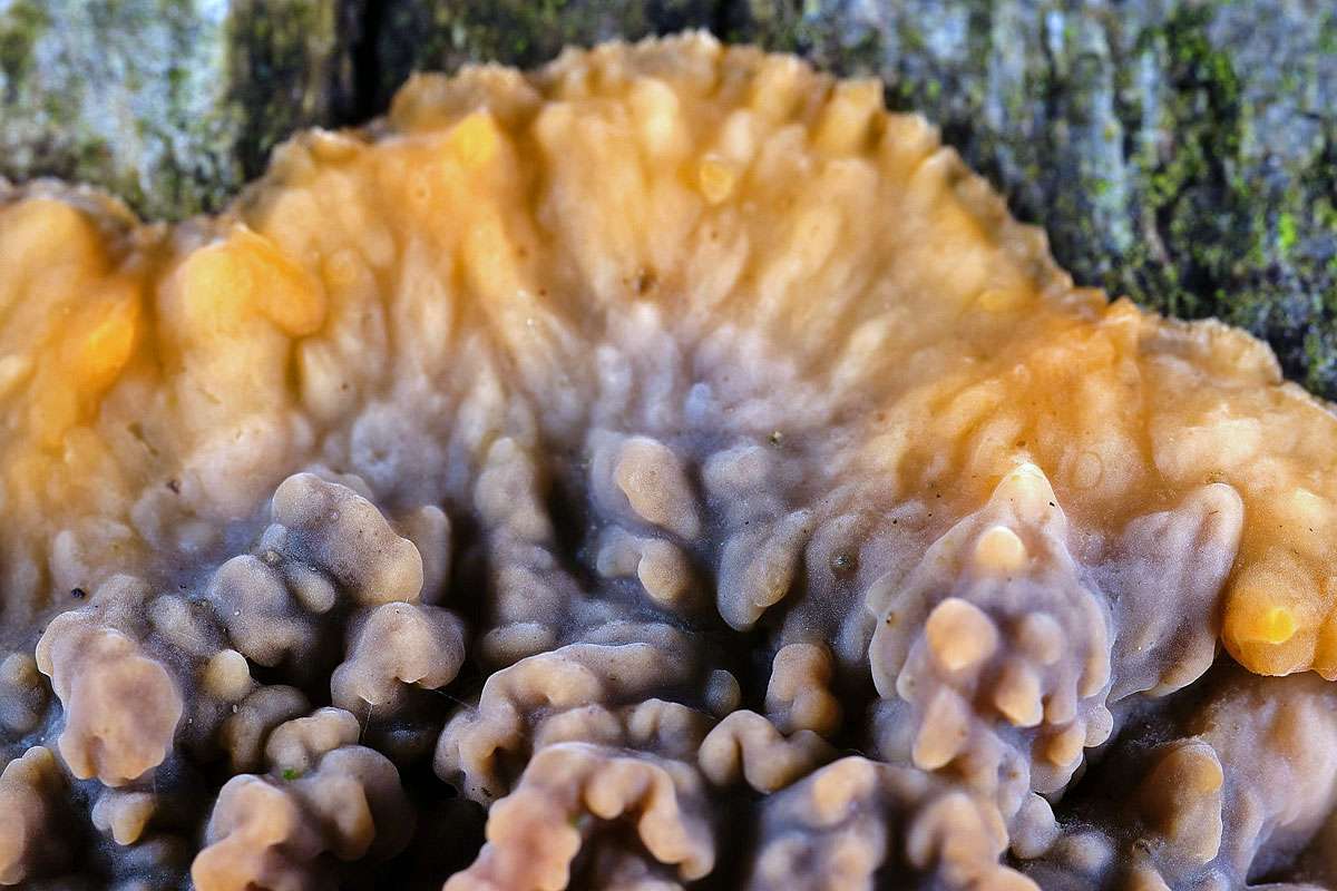 Orangeroter Kammpilz (Phlebia radiata), (c) Stefan Spring/NABU-naturgucker.de