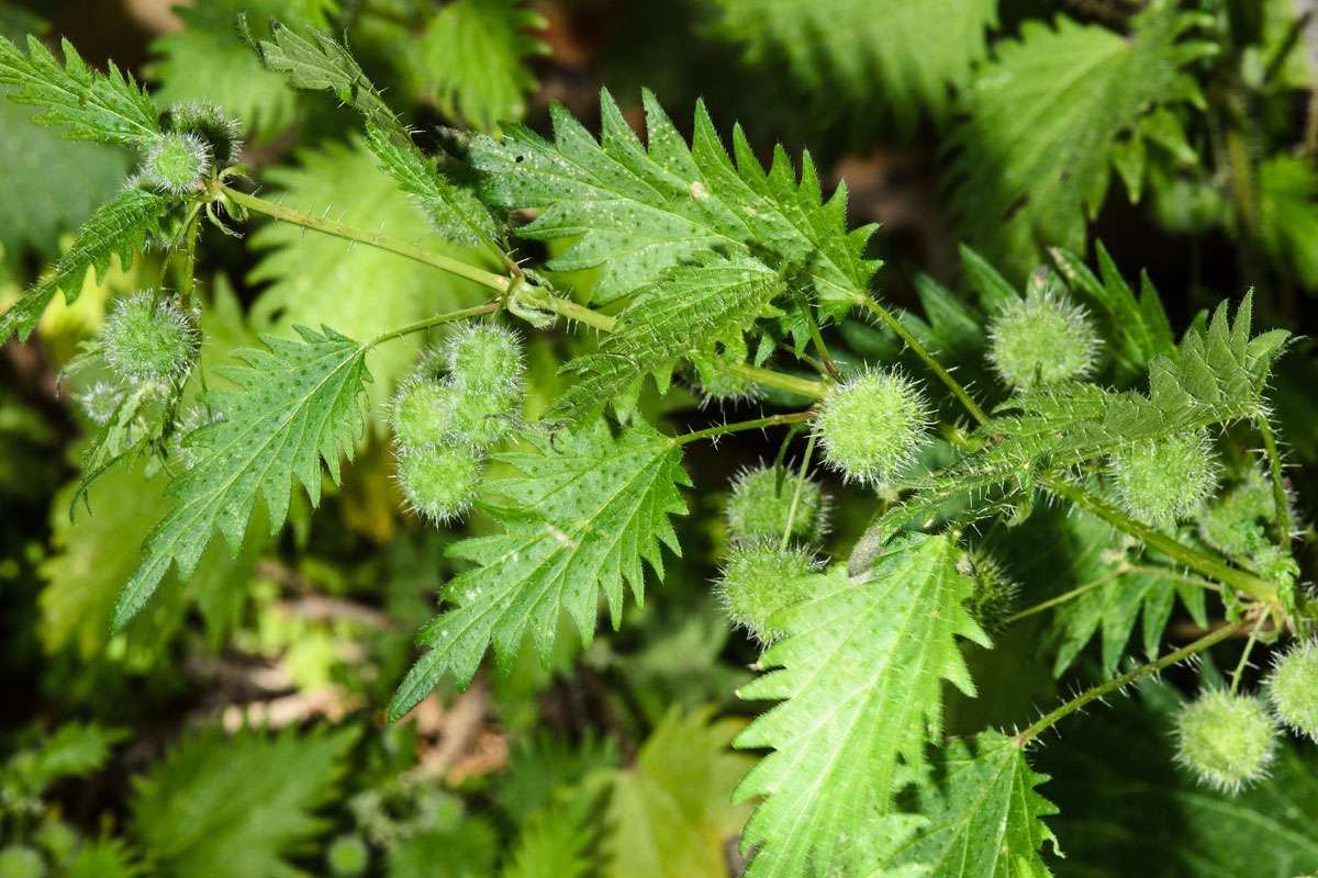 Pillen-Brennnessel (Urtica pilulifera), (c) Wolfgang Piepers/NABU-naturgucker.de