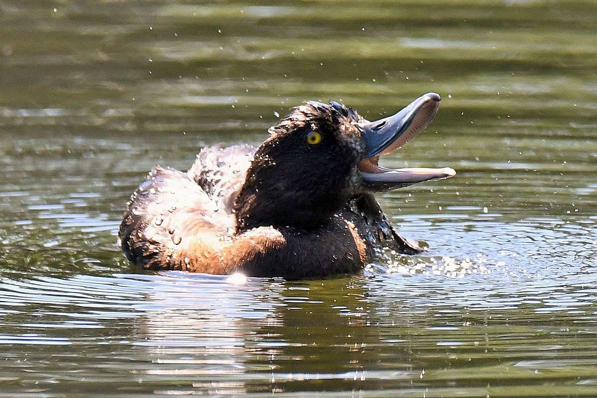 Reiherente (Aythya fuligula), (c) Rolf Jantz/NABU-naturgucker.de