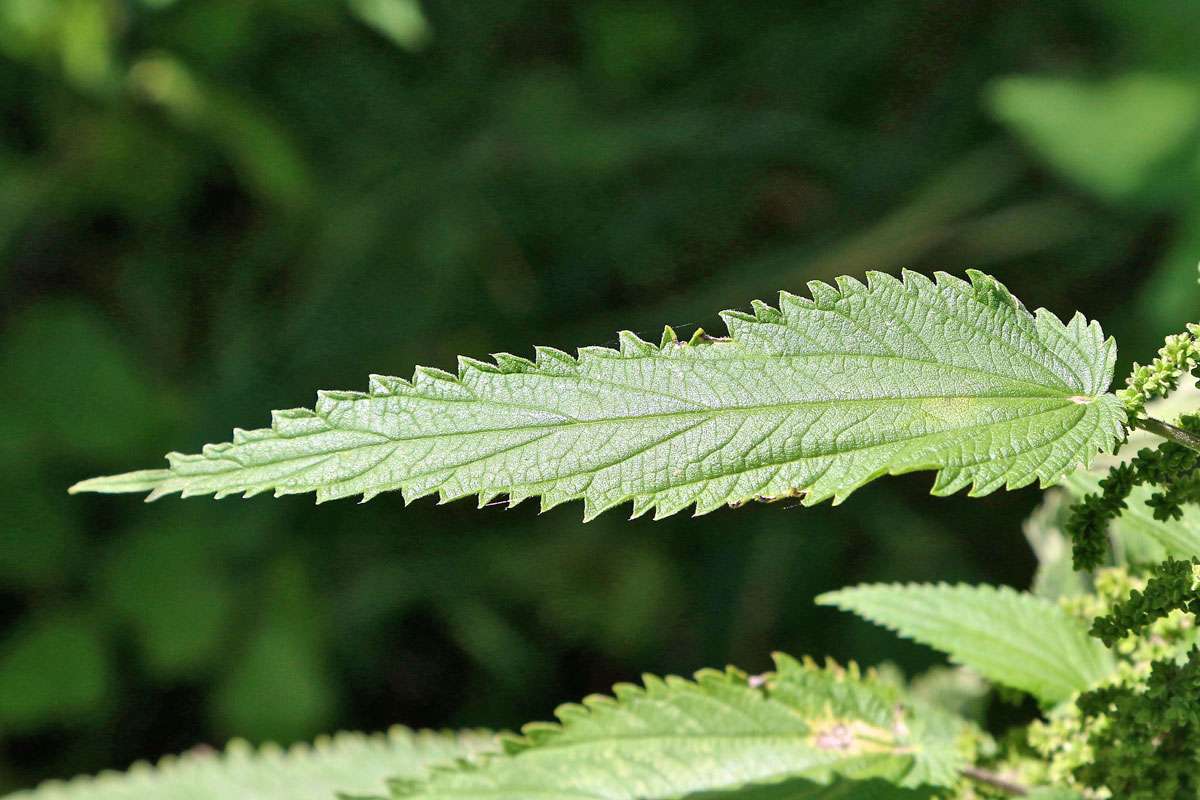 Röhricht-Brennnessel (Urtica kioviensis), (c) Wolfgang Patczowsky/NABU-naturgucker.de