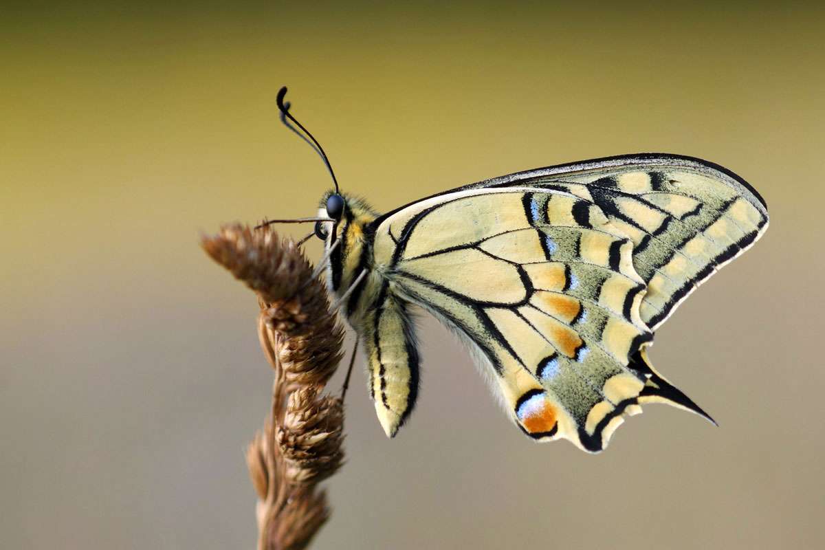 Schwalbenschwanz (Papilio machaon), (c) Norbert Grote/NABU-naturgucker.de