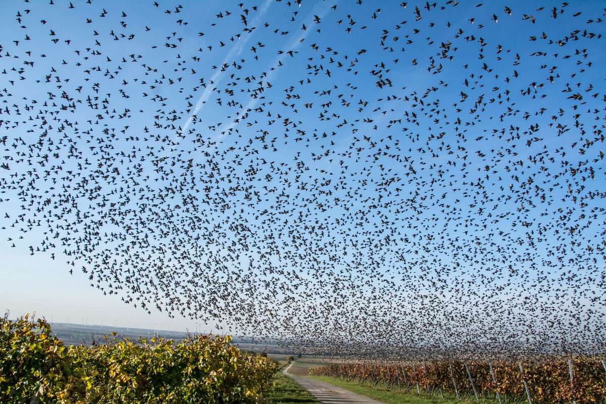 Flugkoordination in Perfektion: Stare (Sturnus vulgaris), (c) Ursula Gönner/NABU-naturgucker.de