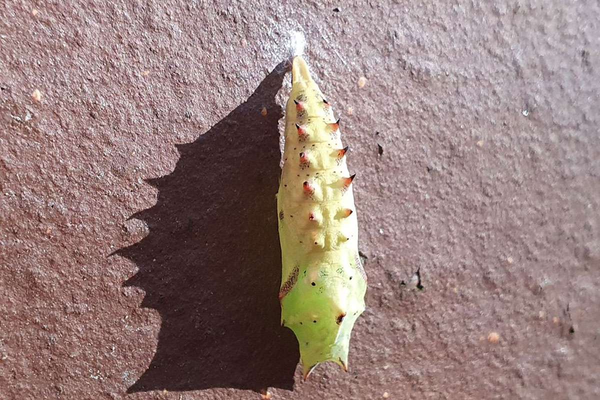 Puppe des Tagpfauenauges (Aglais io), (c) Verena Scharr/NABU-naturgucker.de