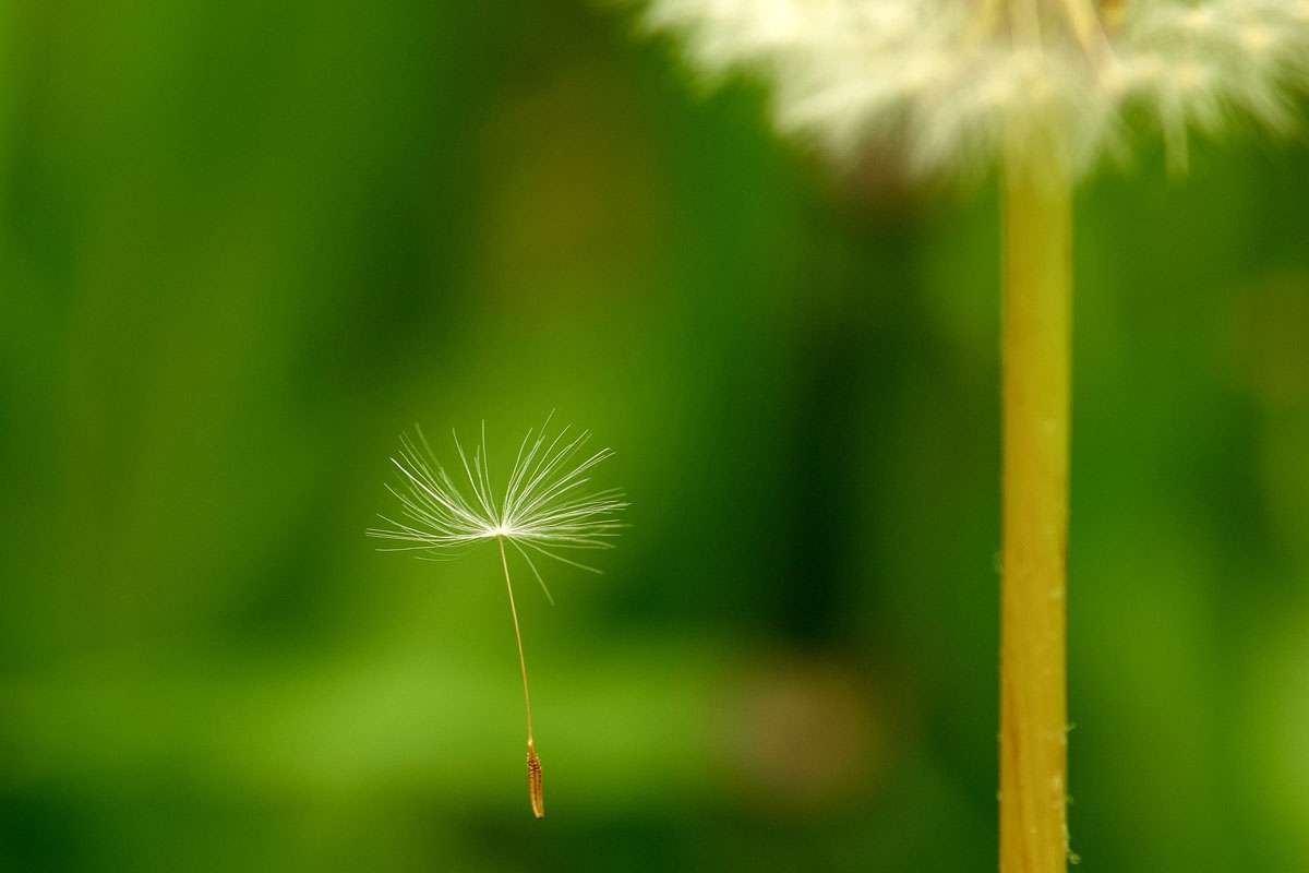 Vom Wind getragen: Samen des Wiesen-Löwenzahns (Taraxacum officinale), (c) Axel Aßmann/NABU-naturgucker.de