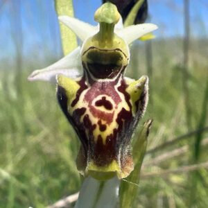 Ophrys holoserica subsp. apennina, (c) Milena Stillfried/NABU-naturgucker.de