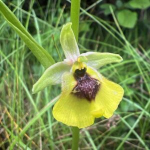 Lacaites Ragwurz (Ophrys lacaitae), (c) Milena Stillfried/NABU-naturgucker.de