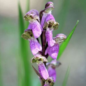 Spitzels Knabenkraut (Orchis spitzelii), (c) Jan-Henrik Bertog/NABU-naturgucker.de