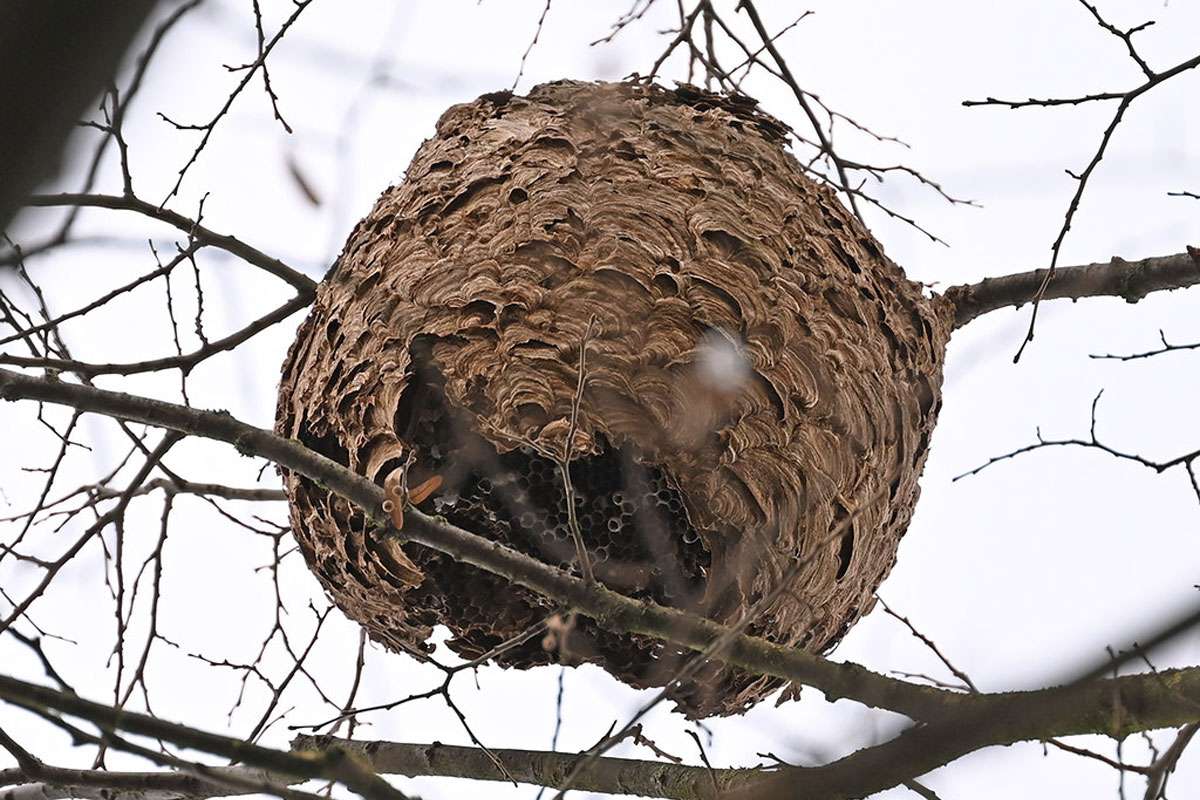 Nest der Asiatischen Hornisse (Vespa velutina), (c) Ina Siebert/NABU-naturgucker.de