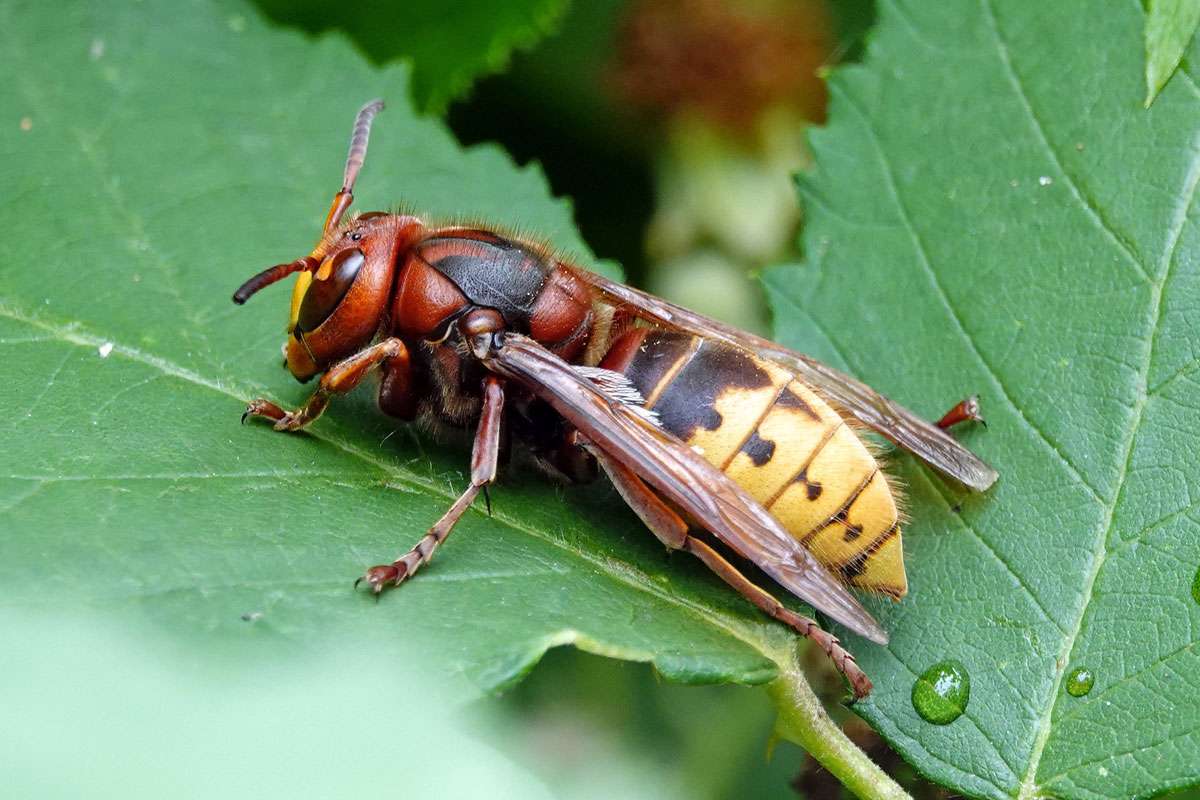 Europäische Hornisse (Vespa crabro), (c) Jens Winter/NABU-naturgucker.de