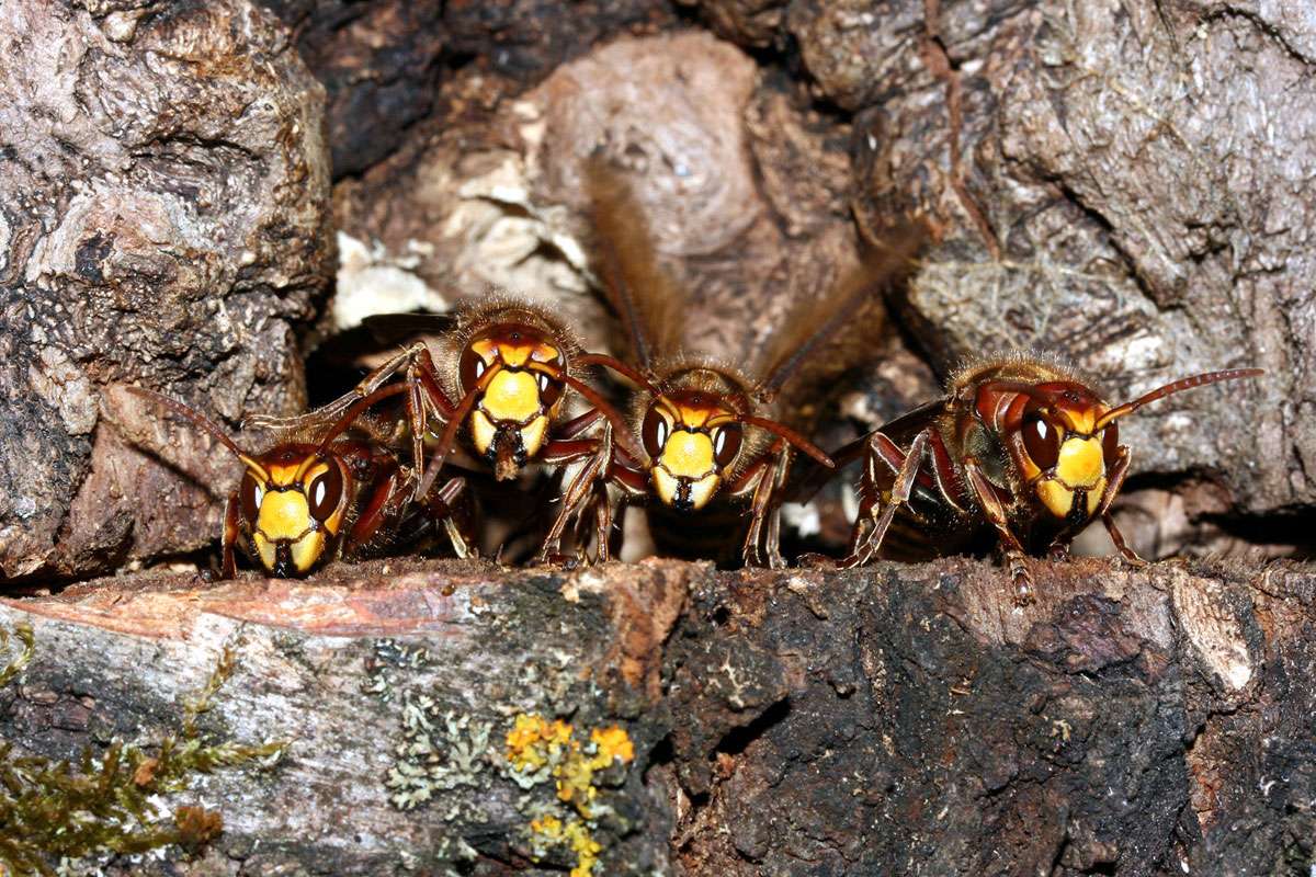 Europäische Hornissen (Vespa crabro), (c) Oskar Jungklaus/NABU-naturgucker.de