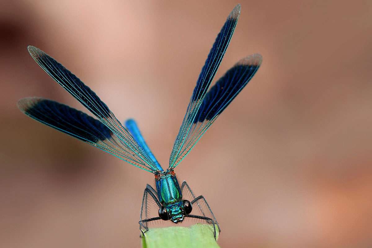 Männliche Gebänderte Prachtlibelle (Calopteryx splendens), (c) Thomas Thieme/NABU-naturgucker.de