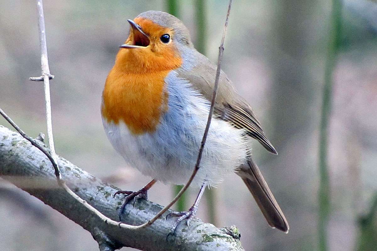 Oft tragen Rotkehlchen (Erithacus rubecula) mit ihrem Gesang zum Klangbild einer Landschaft bei, (c) Gaby Schulemann-Maier