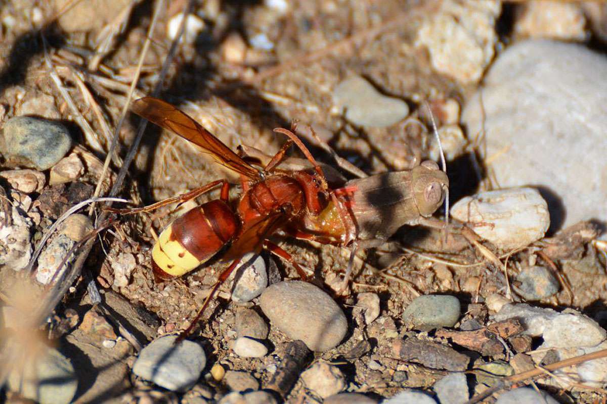 Orientalische Hornisse (Vespa orientalis), dieses Foto stammt aus Griechenland, (c) Andre Fischer/NABU-naturgucker.de