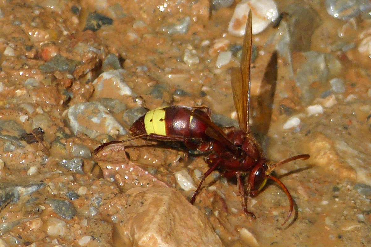 Orientalische Hornisse (Vespa orientalis), dieses Foto stammt aus der Türkei, (c) Jürgen-Wolfgang Berg/NABU-naturgucker.de