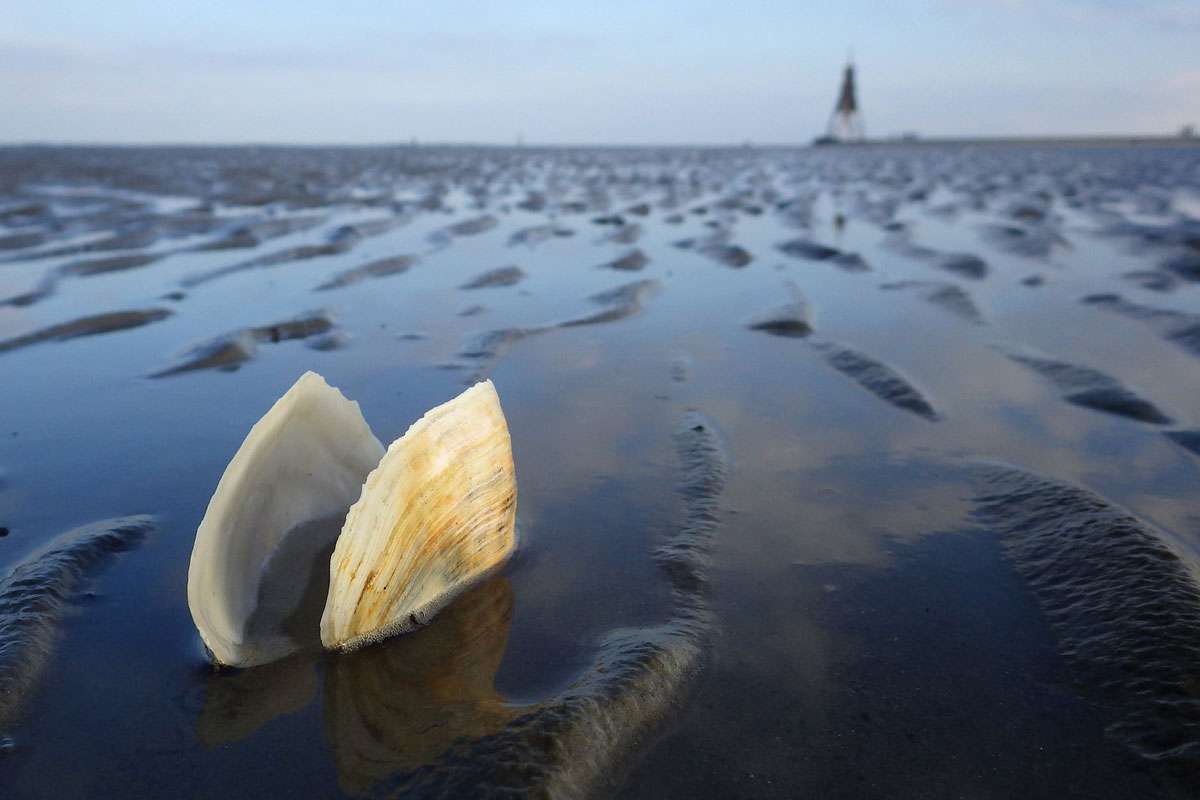 Niedersächsisches Wattenmeer, (c) Nadine Röhnert/NABU-naturgucker.de