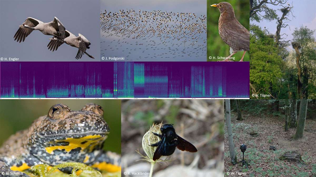 Klangcollage aus verschiedenen Naturhörbildern – eine Audioreise durch die Jahreszeiten; Zusammenstellung: Sandra Müller; Zum Anhören bitte hier klicken; Tonaufnahmen (c) Walter Tilgner