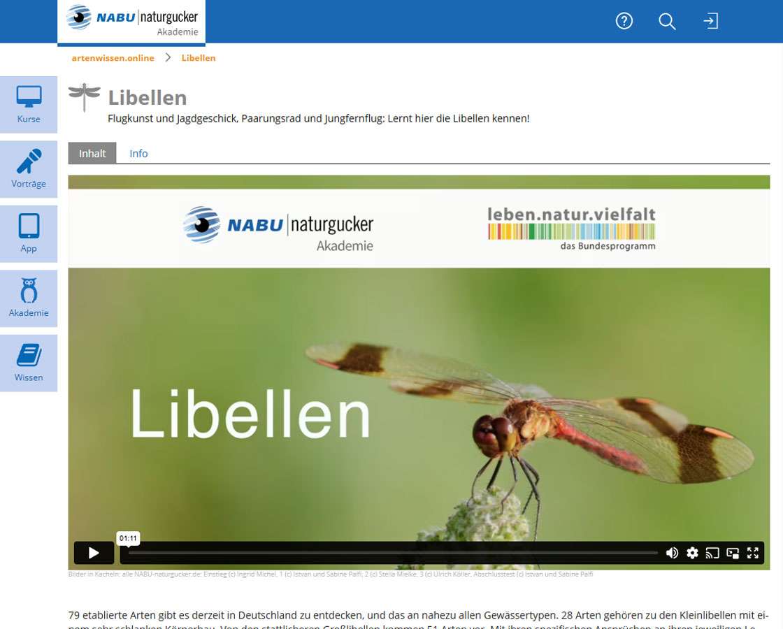 Lernthema Libellen Grundwissen der NABU|naturgucker-Akademie