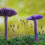 Amethystblättriger Lacktrichterling (Laccaria amethystina), (c) Thomas Thieme/NABU-naturgucker.de