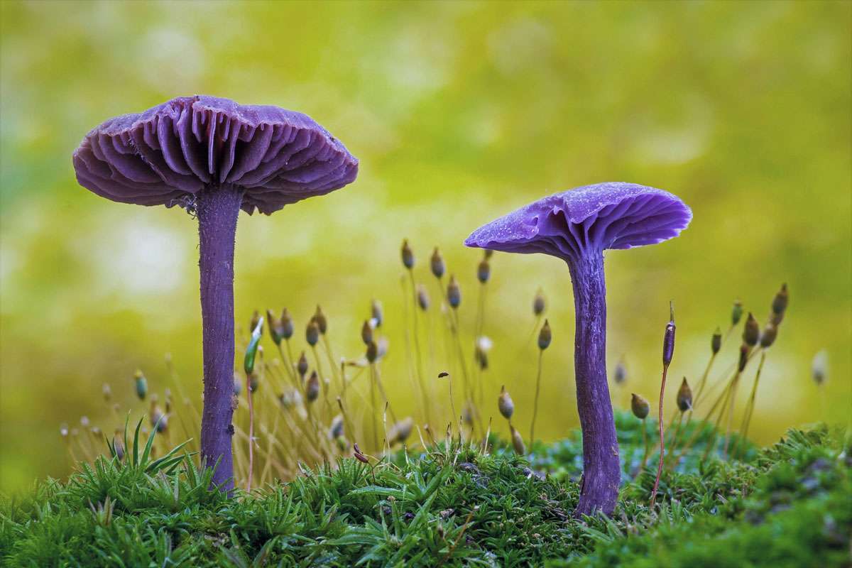 Amethystblättriger Lacktrichterling (Laccaria amethystina), (c) Thomas Thieme/NABU-naturgucker.de