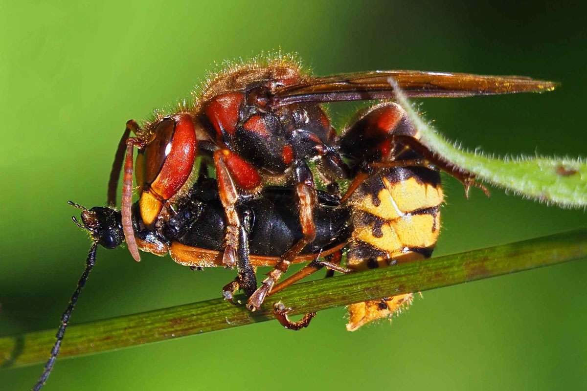 Europäische Hornisse (Vespa crabro) mit erbeutetem Rotem Halsbock (Stictoleptura rubra), (c) Bernhard Konzen/NABU-naturgucker.de