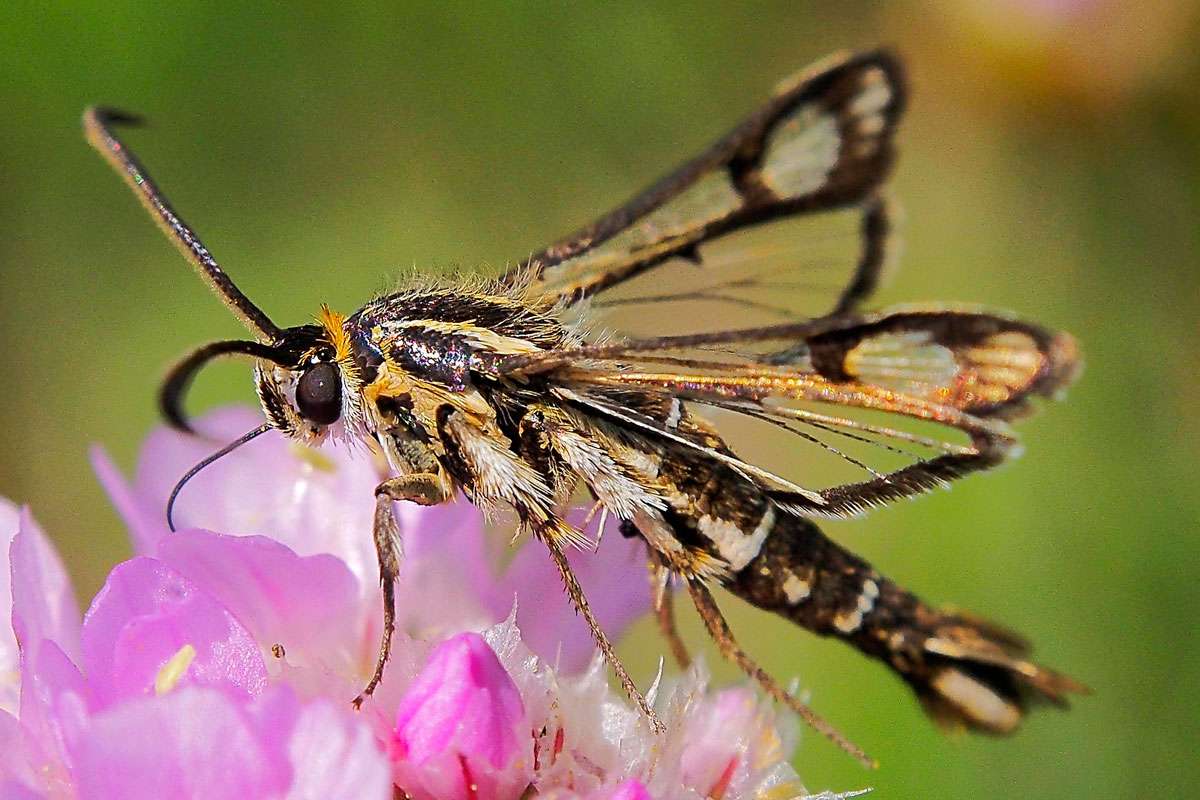 Gelblicher Ampfer-Glasflügler (Pyropteron triannuliforme), (c) Michael Katzer/NABU-naturgucker.de