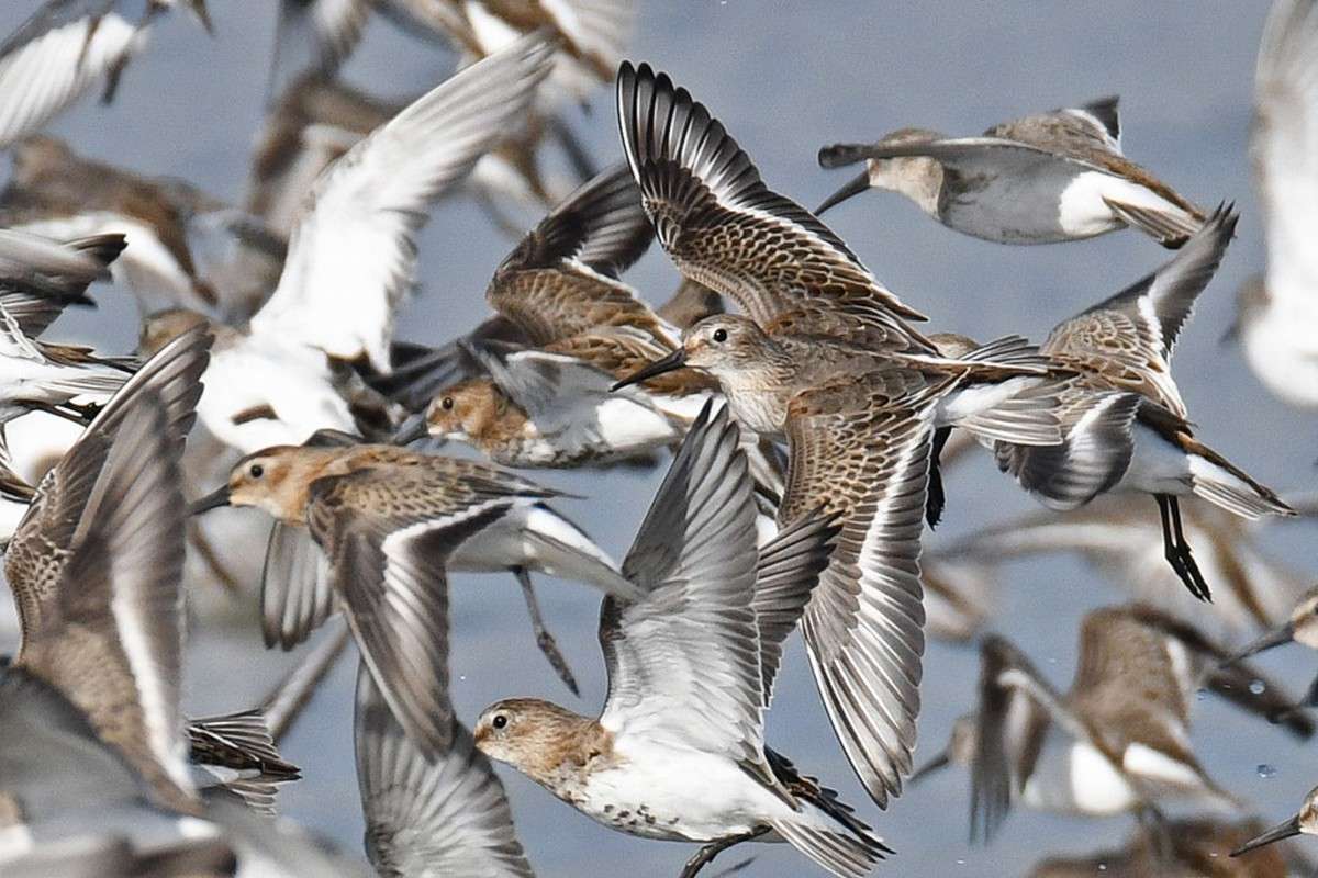 Alpenstrandläufer (Calidris alpina), (c) Stella Mielke/NABU-naturgucker.de
