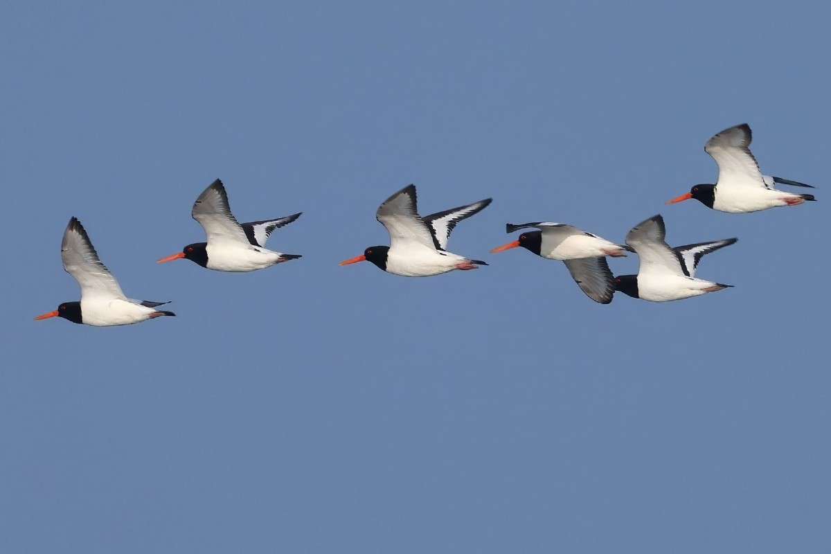 Austernfischer (Haematopus ostralegus), (c) Ulrich Köller/NABU-naturgucker.de