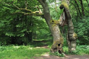 Die Betteleiche ist eines der Wahrzeichen des Nationalparks Hainich, (c) Volker Achterberg/NABU-naturgucker.de