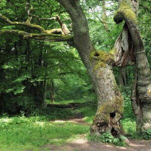 Die Betteleiche ist eines der Wahrzeichen des Nationalparks Hainich, (c) Volker Achterberg/NABU-naturgucker.de