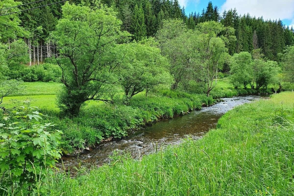 Die Breg bei Vöhrenbach, (c) Christoph Niemeyer/NABU-naturgucker.de