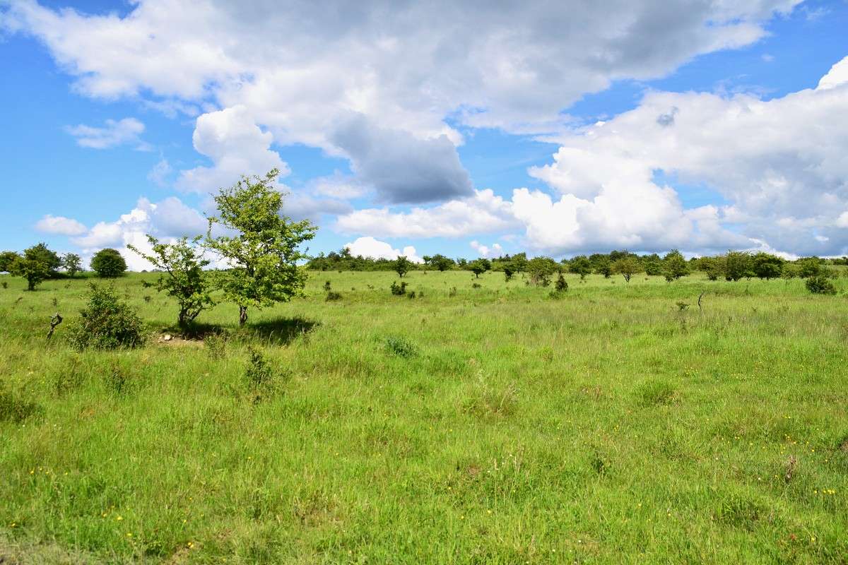 Wilde Weide auf dem Kindel im Nationalpark Hainich, (c) Ralph Bergs/NABU-naturgucker.de