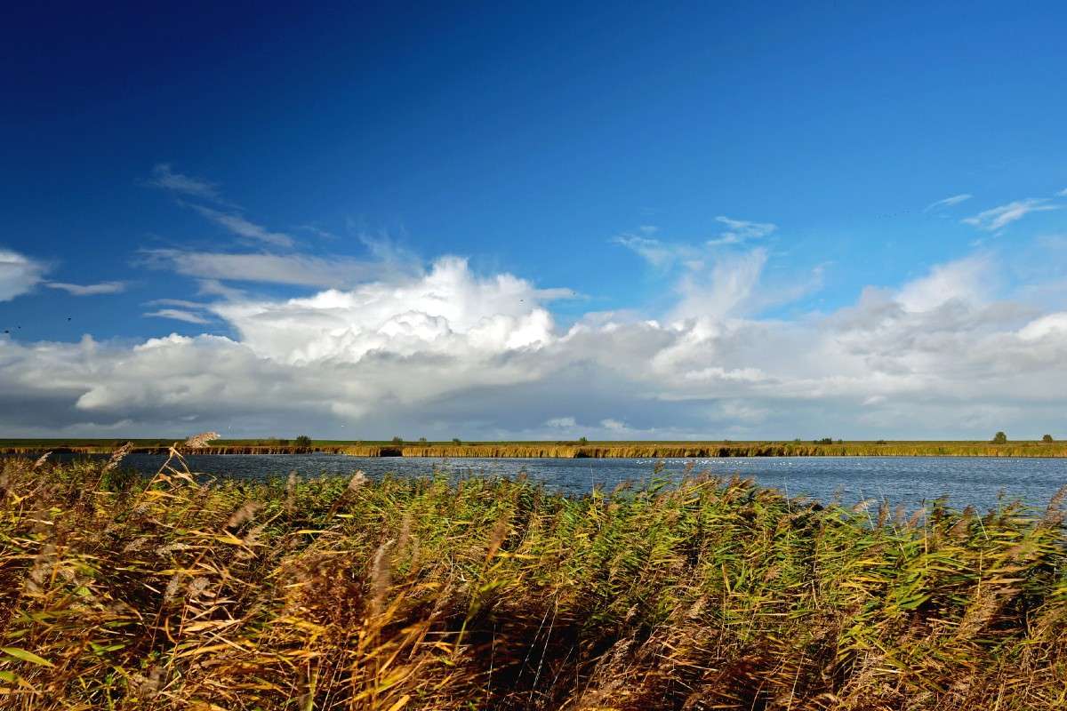 Feuchtgebiet im Hinterland der Nordsee, (c) Hans Schwarting/NABU-naturgucker.de